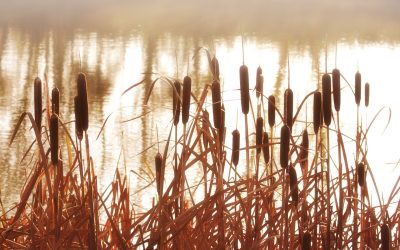 Learning About Nature – Waskasoo Environmental Education Society